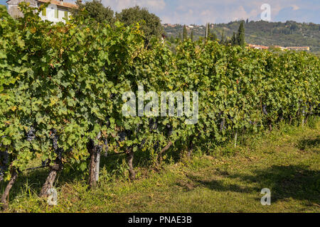 Reihe von Reben mit roten Trauben im Weinberg am Ufer des Gardasees, Italien. Stockfoto