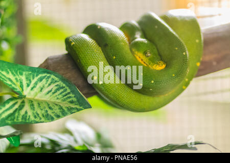 Cute Green Tree python (Morelia viridis), eine Pflanzenart aus der Gattung python native auf Neuguinea, Inseln in Indonesien, und Cape York Halbinsel in Australien. Stockfoto