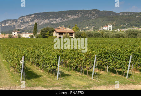 Malerischer Blick auf Reihen von Reben in einem Weingarten am Ufer des Gardasees, Italien. Stockfoto