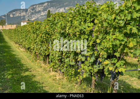 Malerischer Blick auf Reben in einem Weingarten am Ufer des Gardasees, Italien. Stockfoto