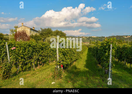 Reihen von Reben in einem Weingarten am Ufer des Gardasees, Italien. Stockfoto