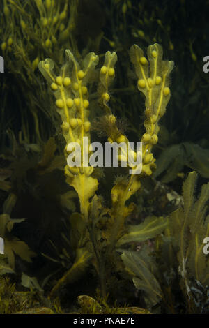 Braunem Seetang Blase Rack oder Schwarz Tang (Fucus vesiculosus), Unterwasser anzeigen Stockfoto