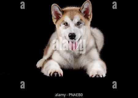 Husky malamute Welpe liegend auf schwarz Studio isoliert Stockfoto