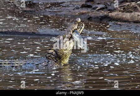 Selbst große Krokodile wird Meisterstücke auf Fisch, wenn sich die Möglichkeit steigt, insbesondere die Pools schrumpfen in der trockenen Jahreszeit und große Welse gefangen sind. Stockfoto