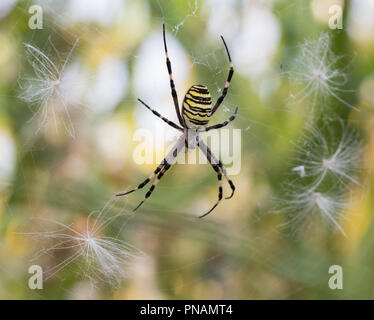 Argiope Bruennichi Wasp Spider - in Serbien fotografiert. Stockfoto