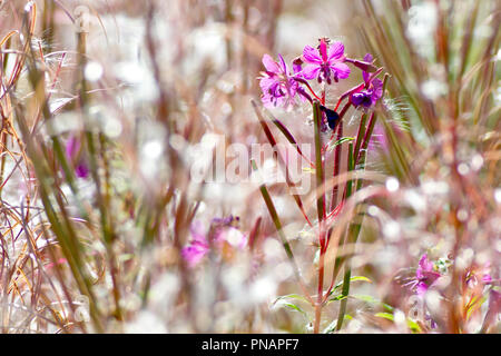 Rosebay Willowherb (epilobium, Chamerion oder chamaenerion angustifolium), Nahaufnahme der letzten Blüten, die unter Pflanzen wachsen, die zum Samen gegangen sind. Stockfoto