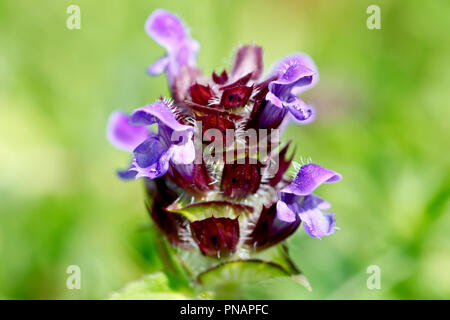 Selfheal (prunella vulgaris), in der Nähe eines einsamen Blume Kopf. Stockfoto