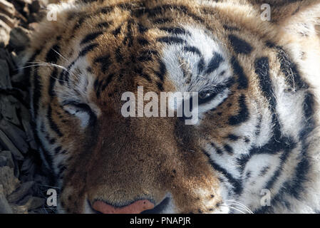 Sibirische Tiger ist eine Bevölkerung von dem Festland asiatischen Tiger (Panthera tigris tigris). Stockfoto