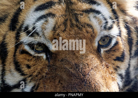 Sibirische Tiger ist eine Bevölkerung von dem Festland asiatischen Tiger (Panthera tigris tigris). Stockfoto