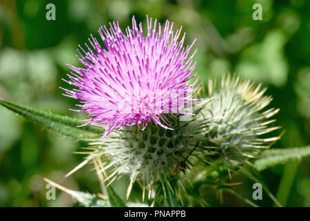 Speer Thistle (cirsium vulgare), in der Nähe von einer einzigen Blume Leiter mit der Knospe. Stockfoto