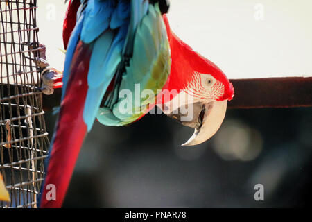 Brasilianische der Vögel Stockfoto