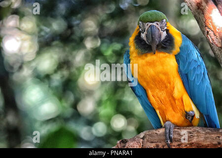 Brasilianische der Vögel Stockfoto