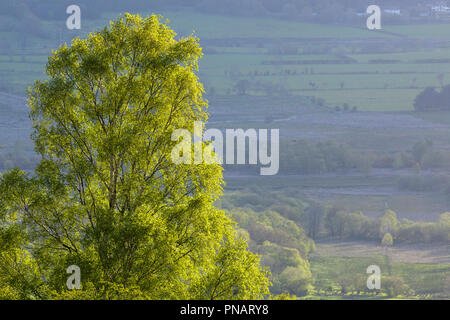 Am frühen Morgen Licht auf Baum in der Nähe von Bassenthwaite im englischen Lake District Stockfoto