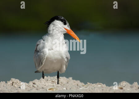 Eine Flussseeschwalbe (Thalasseus maximus) mit nicht-Zucht Gefieder stellt auf einer Sandbank bei Wiggins Pass, Florida. Stockfoto