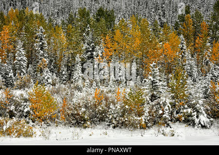 Eine natur landschaft Bild von bunte Vegetation mit einem frühen Herbst Schnee fallen in den ländlichen Alberta, Kanada. Stockfoto