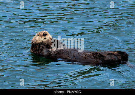 Ein Sea Otter mit braunem Fell auf dem Rücken und mit den Pfoten auf beiden Seiten von seinem netten Gesicht in den Gewässern vor Seldovia, Alaska. Stockfoto