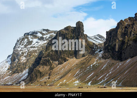 Herde von shaggy - behaarte typisch isländischen Ponys grasen in typisch isländische Landschaft im Süden Islands Stockfoto