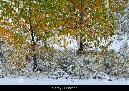 Ein horizontaler Natur Bild des ersten September Schnee auf bunte Blätter eines Laubbaums in ländlichen Alberta Kanada fallen. Stockfoto