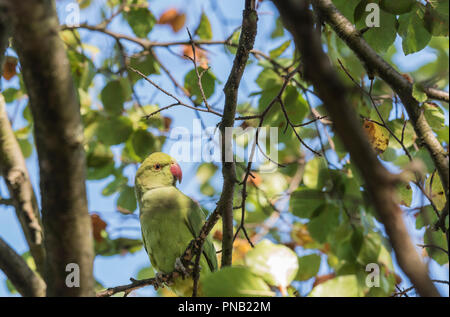 Ring-necked oder Rose-Ringed Parakeet (Psittacula krameri) Ernährung in einem Baum Stockfoto