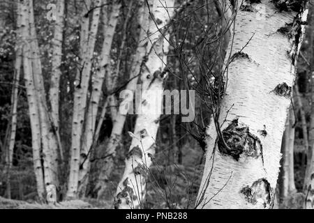 Silber Birken auf Wimbledon Common, Wimbledon, London, UK Stockfoto