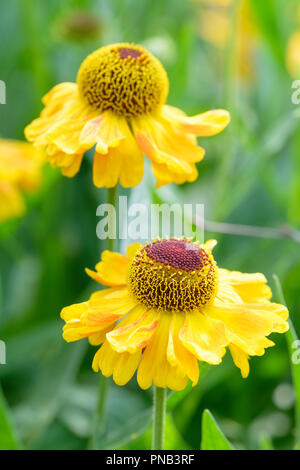 In der Nähe von zwei Blumen von Helenium autumnale 'Wyndley', Sneezeweed Wyndley oder Wyndley sneezewort'' Stockfoto