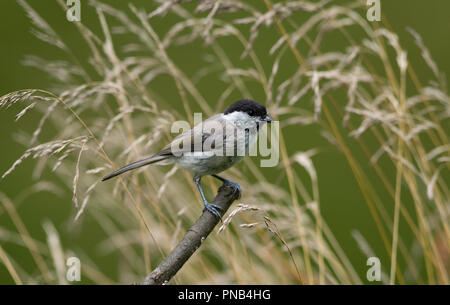 Schwarze Kappe auf einem Zweig Stockfoto