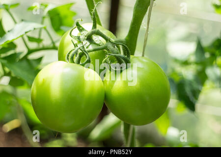 Bild von drei grüne Tomaten am Stiel im Gewächshaus Stockfoto