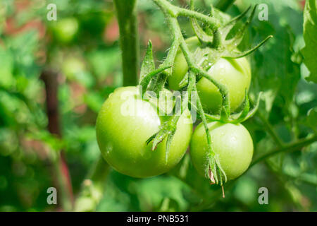 Bild von drei grüne Tomaten in Bündel in der Sonne Stockfoto