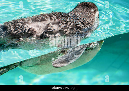 Ein Pinguin Schwimmen in kristallklarem Wasser Stockfoto
