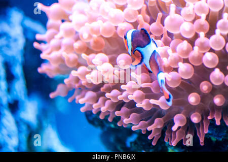 Die orange Clownfisch (Amphiprion percula) auch als percula clownfish und Clown anemonenfischen Schwimmen im Aquarium bekannt, am Tierpark Stockfoto