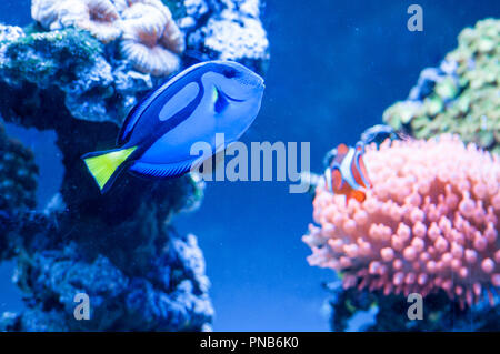 Paracanthurus hepatus, schöne blaue Fische im Aquarium mit Royal Clownfisch im Hintergrund Stockfoto