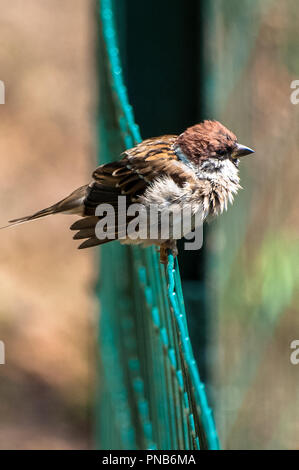 Spatz sitzt auf dem Zaun nach Regen, im Park Stockfoto