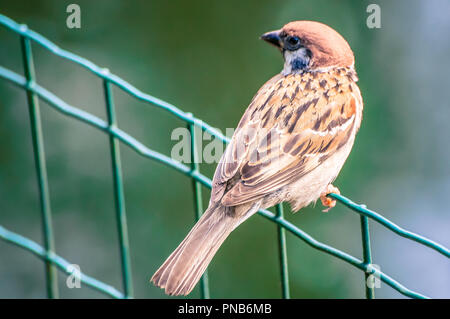 Little sparrow saß auf dem Zaun, auf der Suche nach Links, im Park Stockfoto