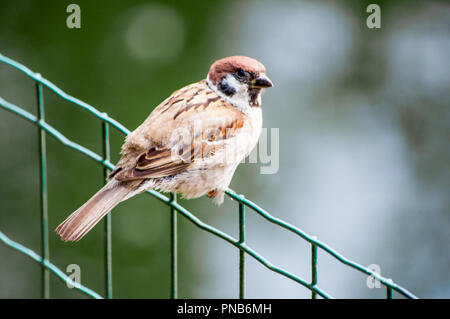 Little sparrow saß auf dem Zaun, auf der Suche nach Links, im Park Stockfoto