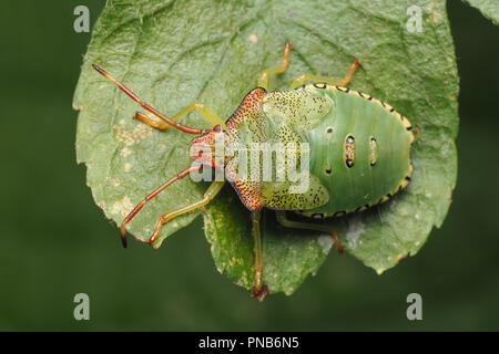 Weißdorn Shieldbug endgültige instar Nymphe (Acanthosoma haemorrhoidale) ruht auf Weißdorn-Blätter. Tipperary, Irland Stockfoto