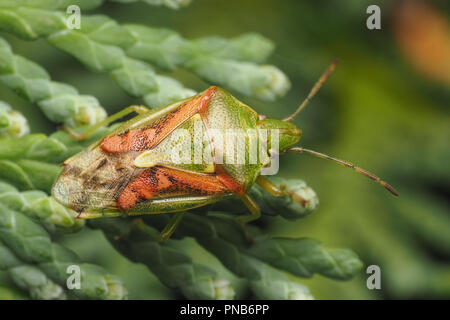 Juniper (Cyphostethus tristriatus Shieldbug) auf Aus Zypressen Lawson's Baum gehockt. Tipperary, Irland Stockfoto