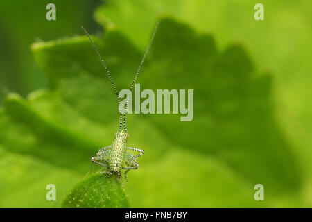 Gesprenkelte Bush Cricket Nymphe (Leptophyes punctatissima) über Sie zu pflanzen Blatt springen. Tipperary, Irland Stockfoto