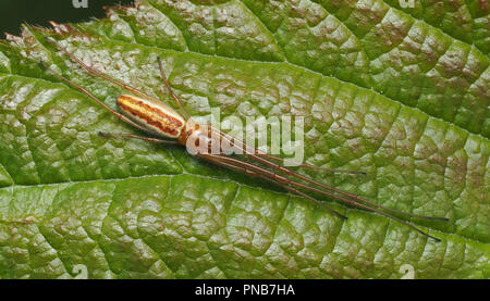 Stretch Spinne (Tentregnatha sp.) ruht auf dornbusch Blatt. Tipperary, Irland Stockfoto