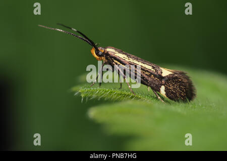 Schwefel Tubic Motte (Esperia sulfurella) ruht auf dornbusch Blatt. Tipperary, Irland Stockfoto