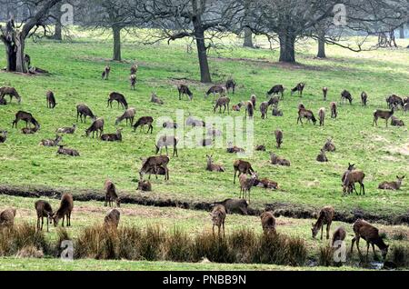 Große Herde Hirsche grasen in Richmond Park West London England Großbritannien Stockfoto