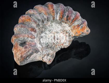 Gebrochene Abschnitt einer ammonit Fossil auf schwarzem Hintergrund, zeigen die Spirale Shell erhalten als Rock. Stockfoto