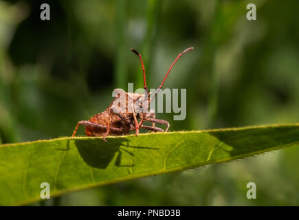 Nahaufnahme von einem Dock leaf Bug ruht auf einem Blatt wirft einen Schatten. Stockfoto