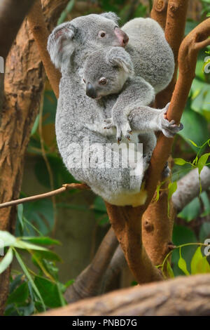 Koala, Phascolarctos cinereus, die Mutter mit den Jungen am Baum, Deutschland Stockfoto