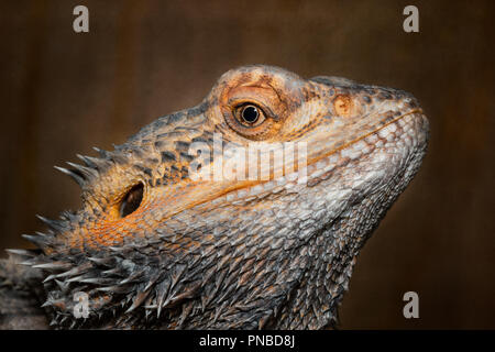 Profil aus nächster Nähe in den Kopf eines bärtigen Drachen, die die beardies Auge, Ohr und stacheligen Schuppen. Stockfoto