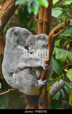 Koala, Phascolarctos cinereus, die Mutter mit den Jungen am Baum, Deutschland Stockfoto