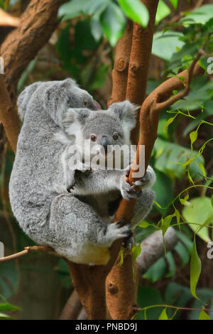 Koala, Phascolarctos cinereus, die Mutter mit den Jungen am Baum, Deutschland Stockfoto
