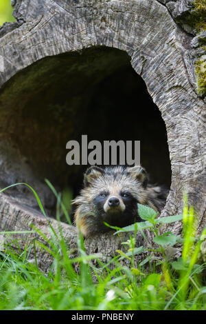 Marderhund, Nyctereutes procyonoides, in hohlen Log Sitzung Stockfoto