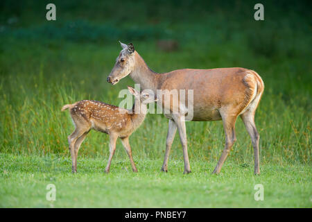 Rotwild, Cervus elaphus, Weibchen mit Fawn Stockfoto