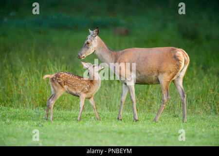 Rotwild, Cervus elaphus, Weibchen mit Fawn Stockfoto