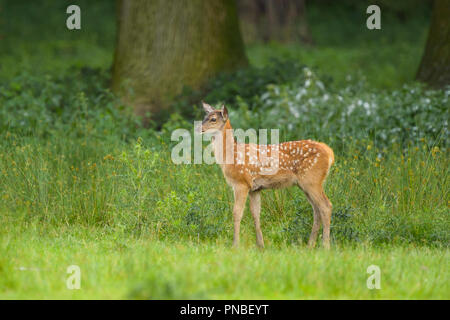 Rotwild, Cervus elaphus, Fawn Stockfoto